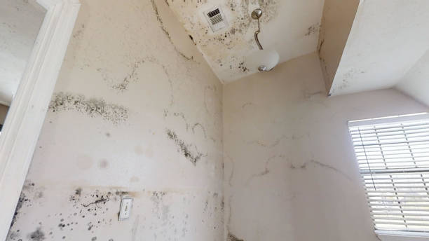 Best Mold Odor Removal Services  in Chieand, FL