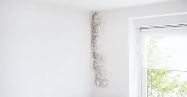 Best Asbestos and Lead Testing During Mold Inspection  in Chieand, FL