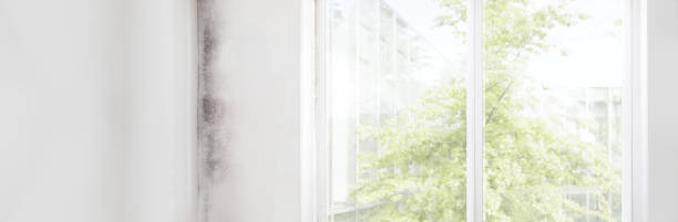 Professional Mold Removal in Chiefland, FL