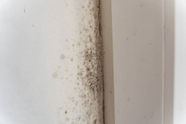 Mold Documentation for Insurance Claims in Chiefland, FL
