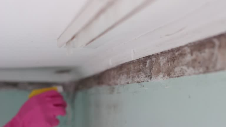 Best Mold Remediation for Healthcare Facilities  in Chieand, FL